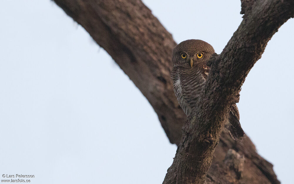 Jungle Owlet