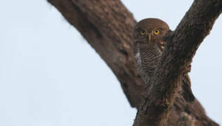 Jungle Owlet