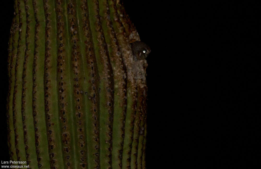 Chevêchette des saguaros