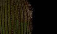 Chevêchette des saguaros