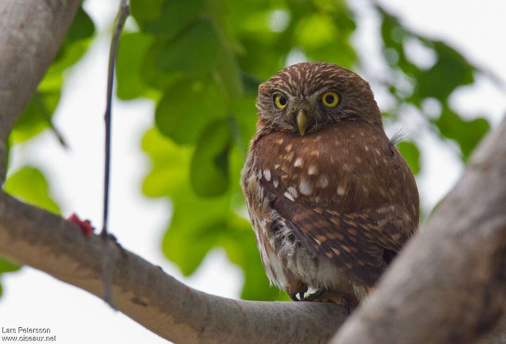 Pacific Pygmy Owladult, close-up portrait