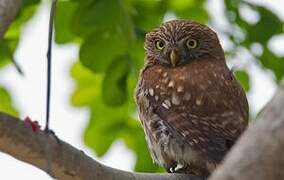 Pacific Pygmy Owl