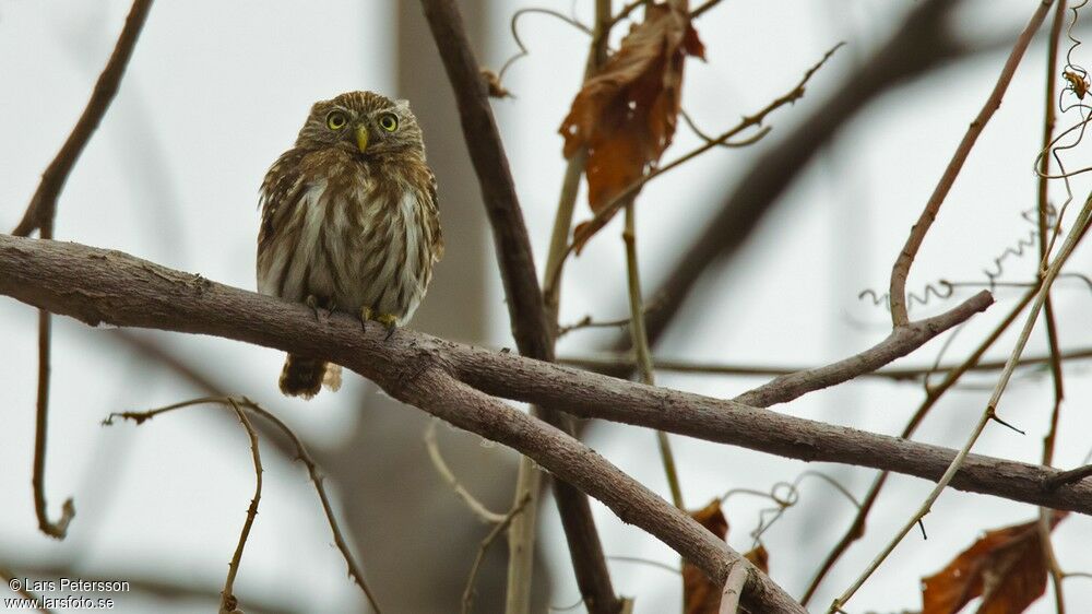 Pacific Pygmy Owl