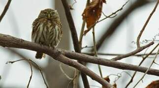Pacific Pygmy Owl