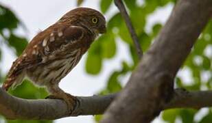 Pacific Pygmy Owl