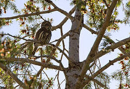 Mountain Pygmy Owl