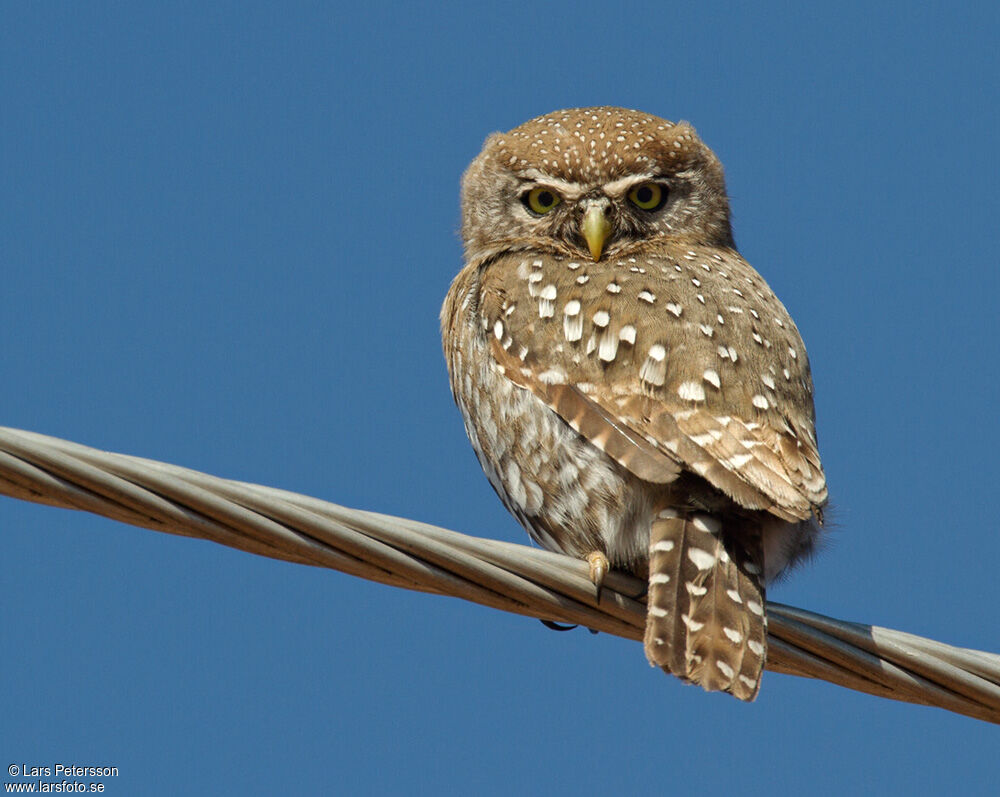 Pearl-spotted Owlet