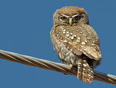 Pearl-spotted Owlet