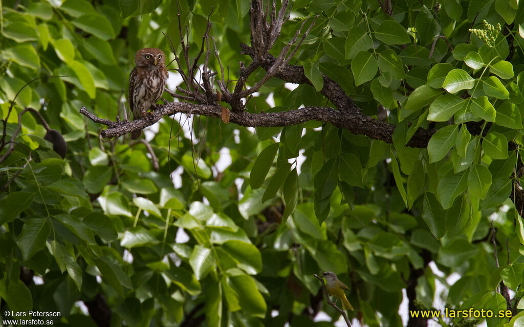 Pearl-spotted Owlet