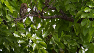 Pearl-spotted Owlet