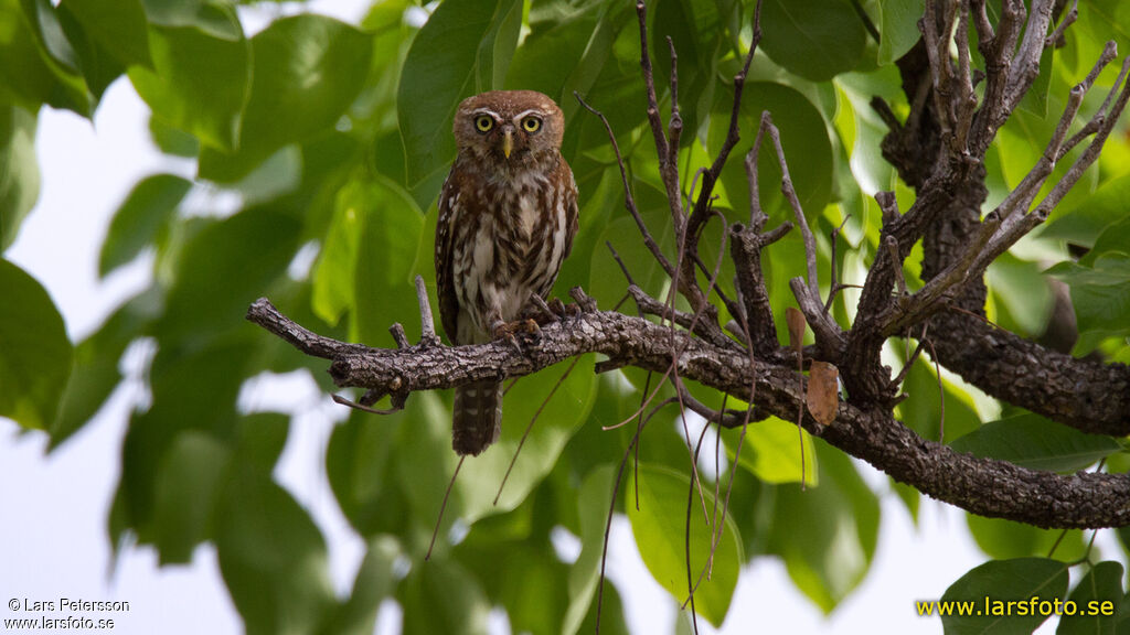 Pearl-spotted Owlet