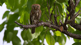 Pearl-spotted Owlet