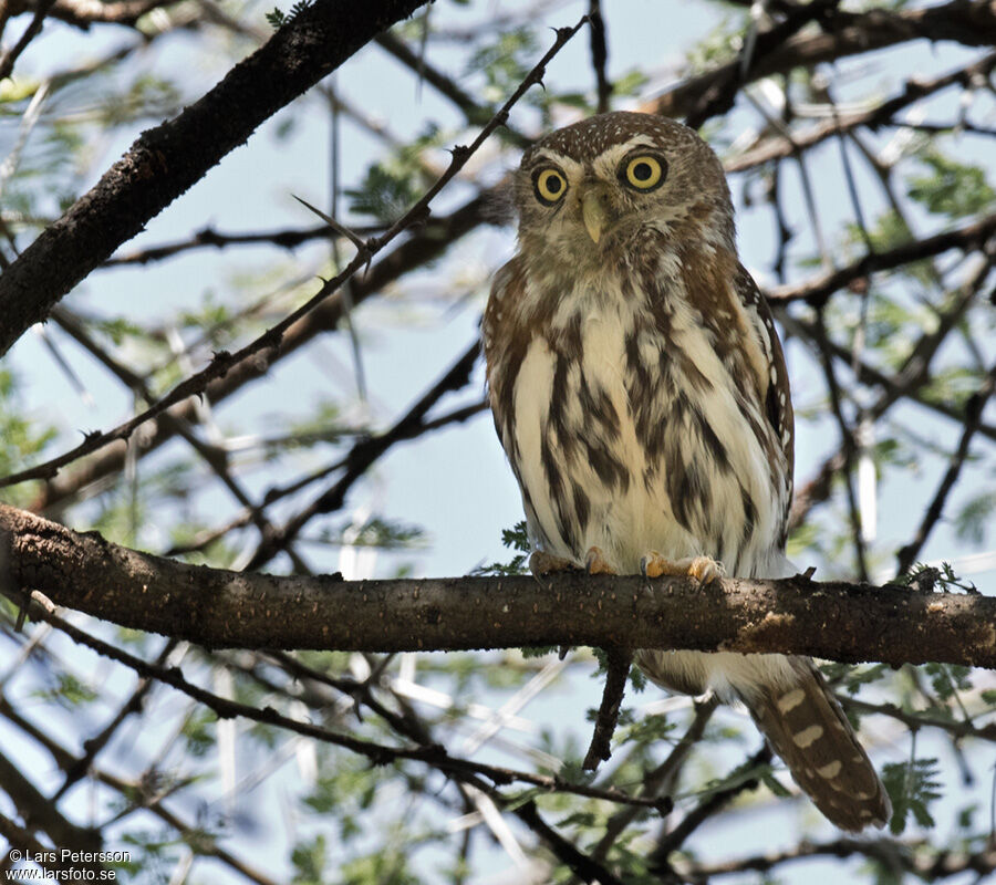 Pearl-spotted Owlet