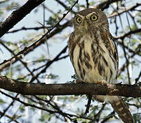 Pearl-spotted Owlet