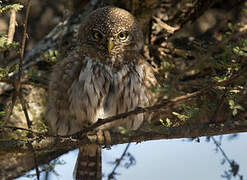 Pearl-spotted Owlet