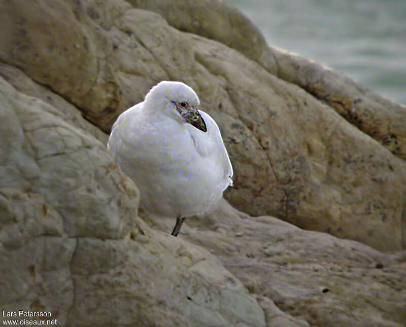 Chionis blancadulte, habitat, pigmentation