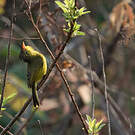 Chloropète jaune