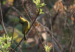 African Yellow Warbler