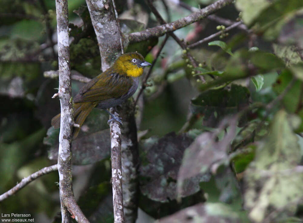 Chlorospin à gorge jaune adulte, identification