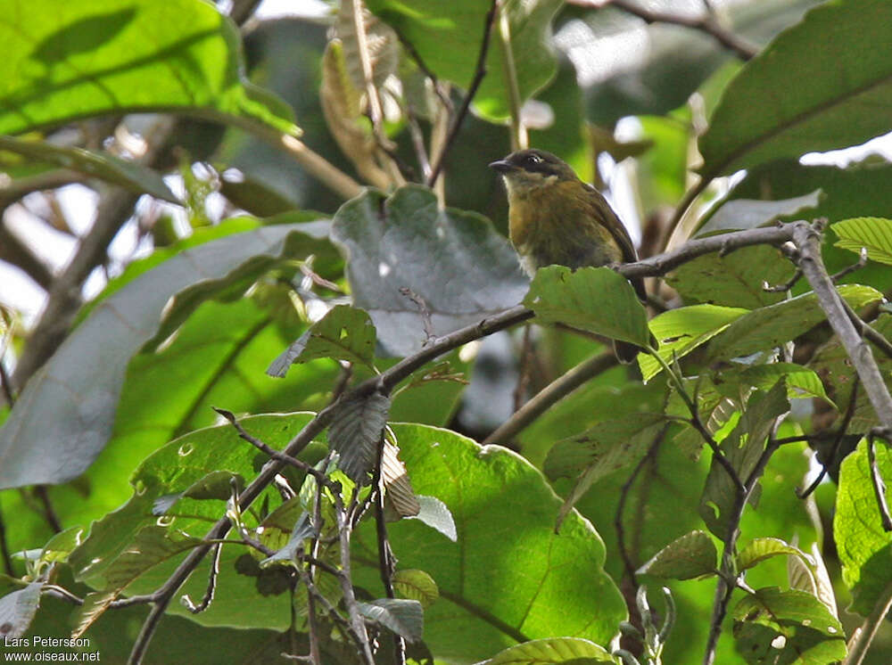 Common Chlorospingusadult, habitat