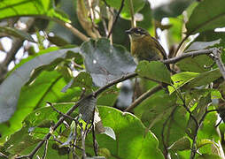 Common Chlorospingus