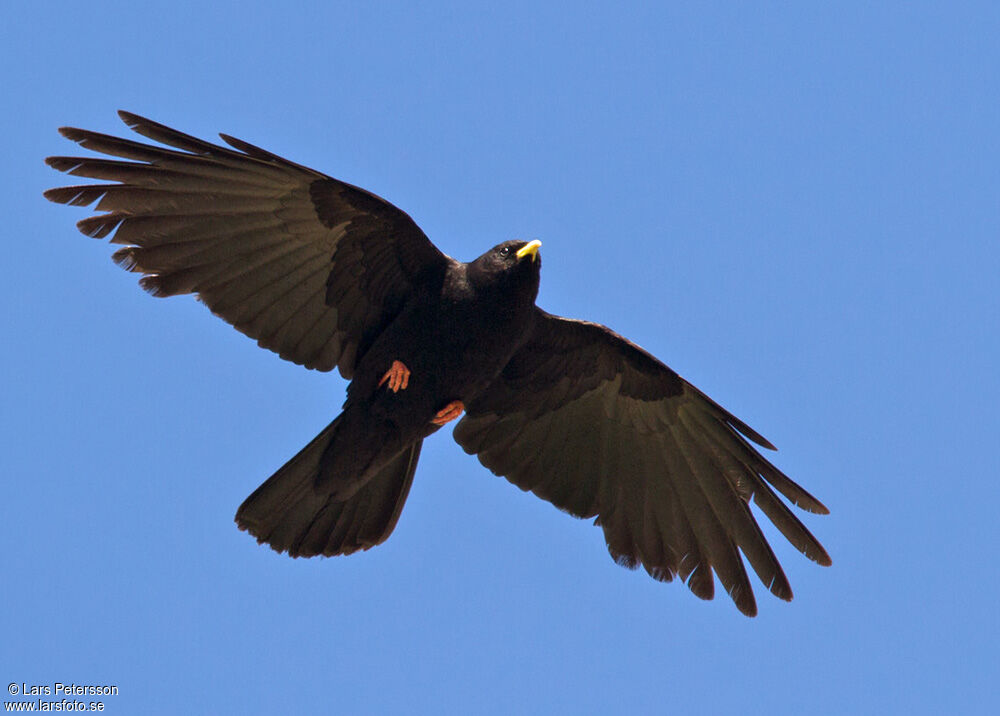 Alpine Chough