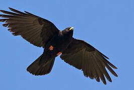 Alpine Chough