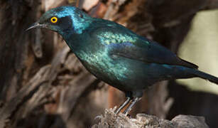 Cape Starling