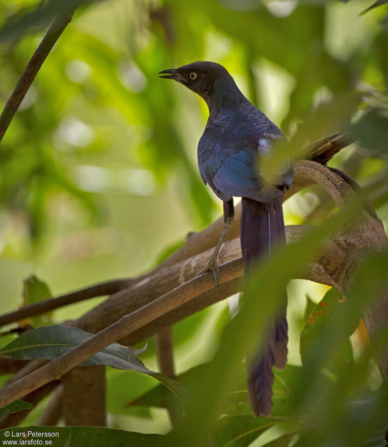 Long-tailed Glossy Starling