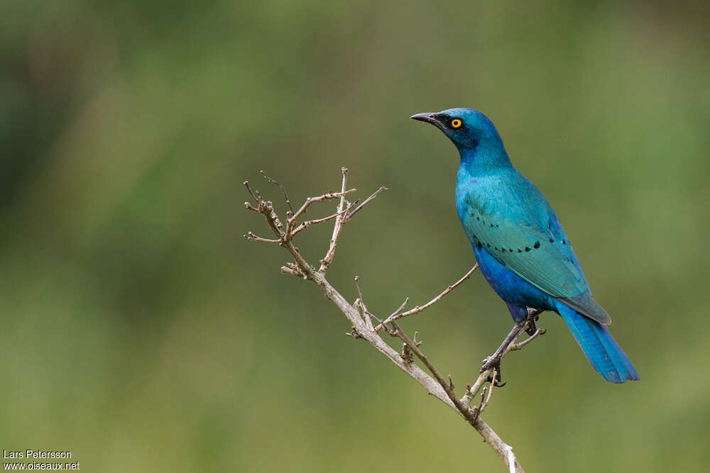 Greater Blue-eared Starlingadult, identification