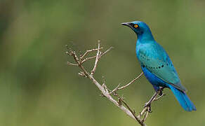 Greater Blue-eared Starling