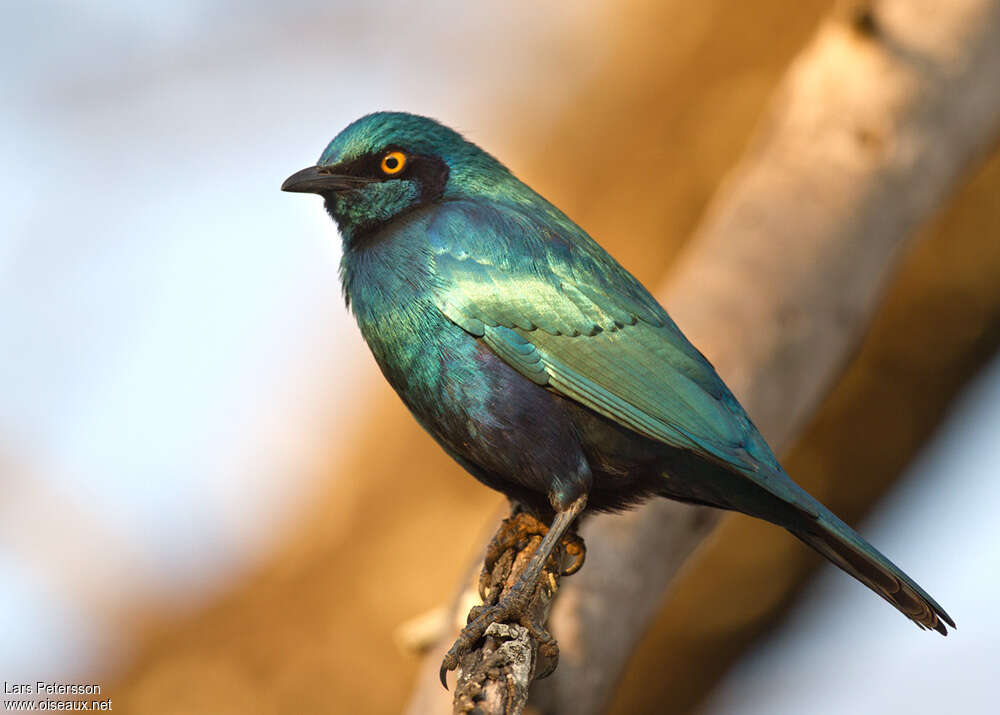 Greater Blue-eared Starlingadult, identification