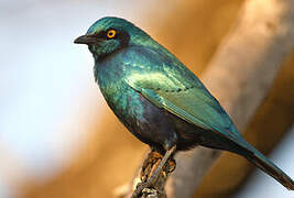 Greater Blue-eared Starling