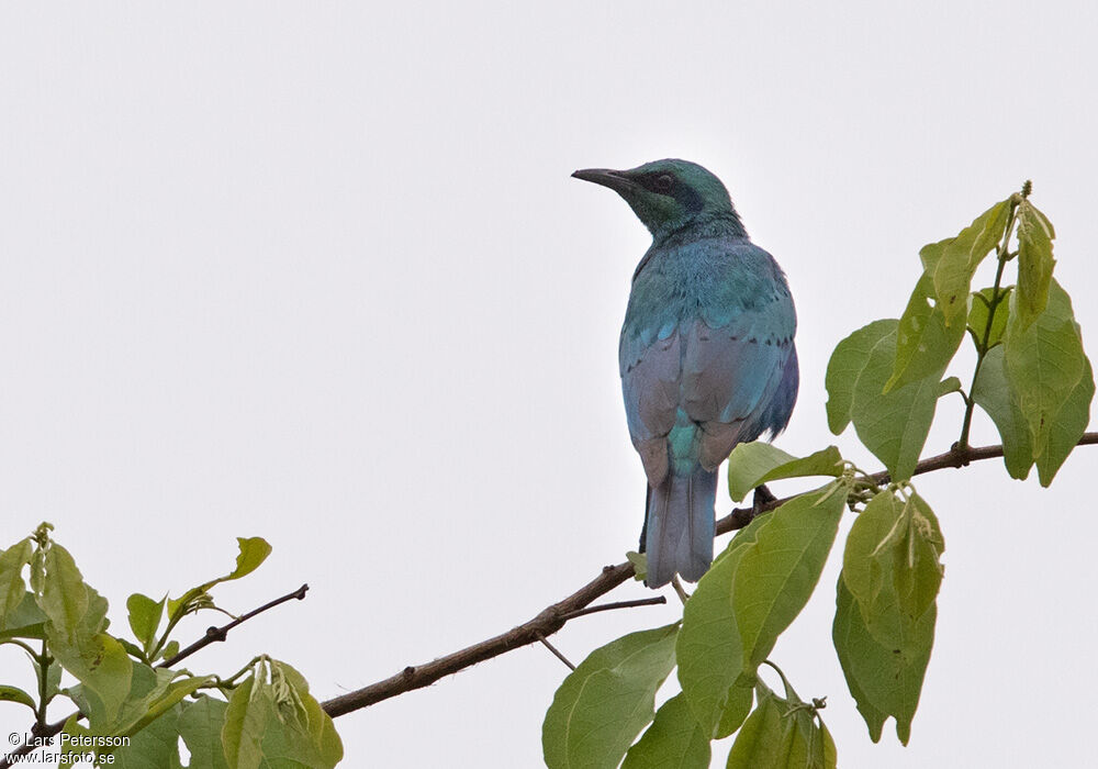 Sharp-tailed Starling