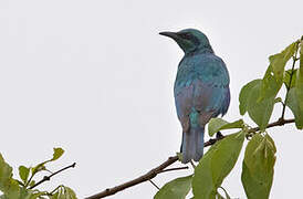 Sharp-tailed Starling