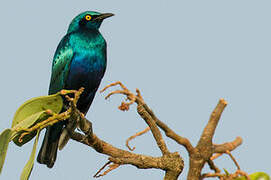 Bronze-tailed Starling