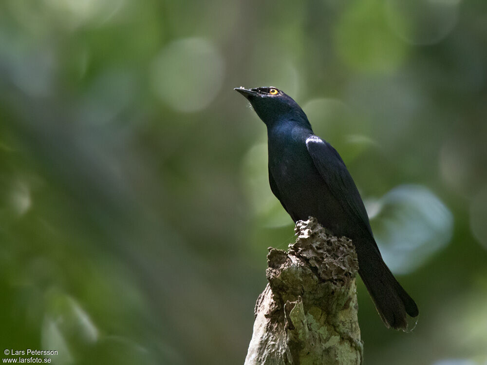 Choucador à ventre noir