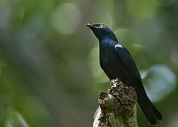 Black-bellied Starling