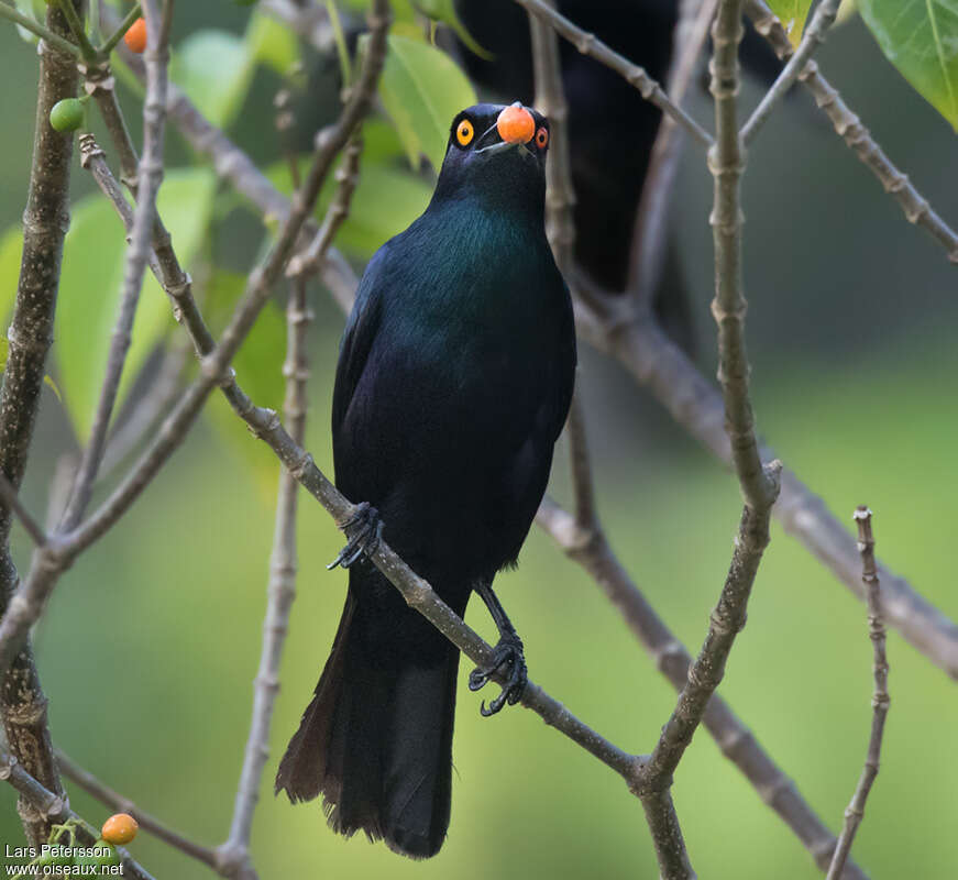 Black-bellied Starlingadult, close-up portrait, eats