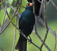 Black-bellied Starling