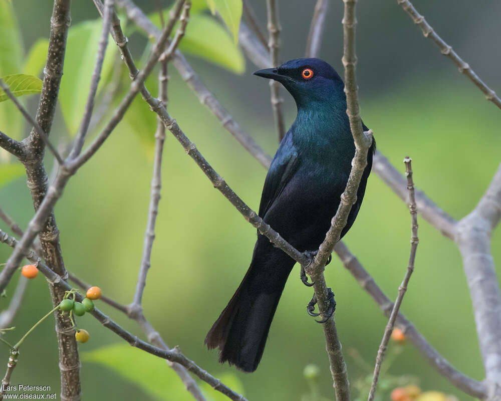 Black-bellied Starlingadult, identification