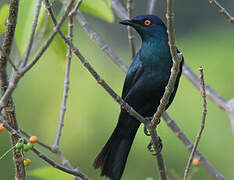 Black-bellied Starling