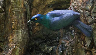 Black-bellied Starling