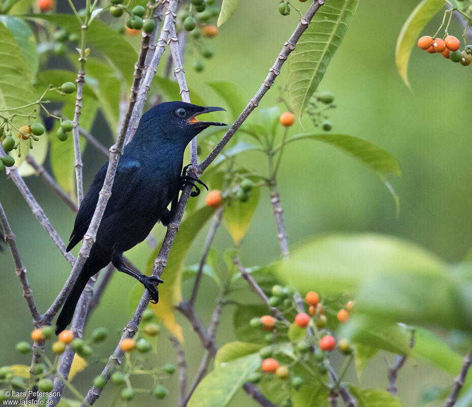 Black-bellied Starling