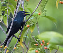 Black-bellied Starling