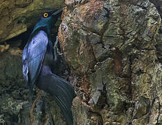 Black-bellied Starling