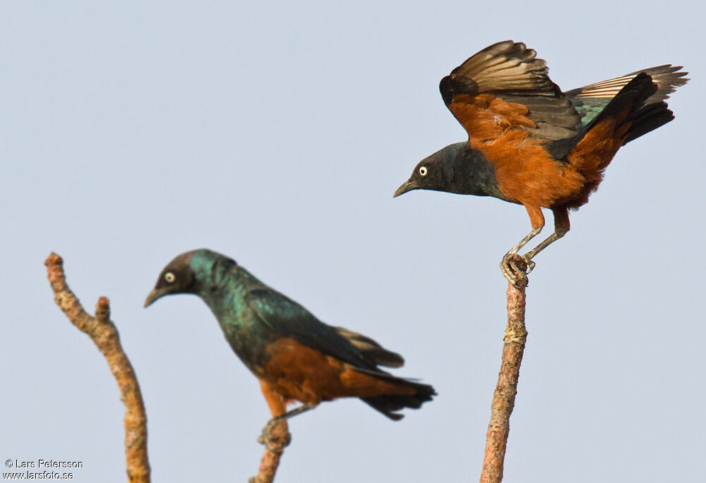 Chestnut-bellied Starling