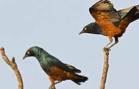 Chestnut-bellied Starling