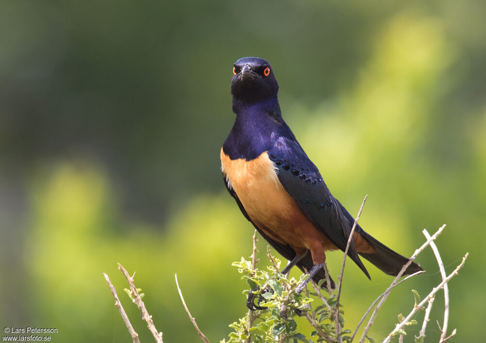 Hildebrandt's Starling