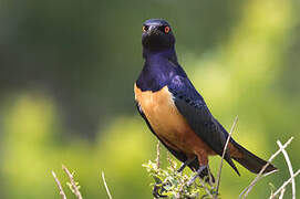 Hildebrandt's Starling